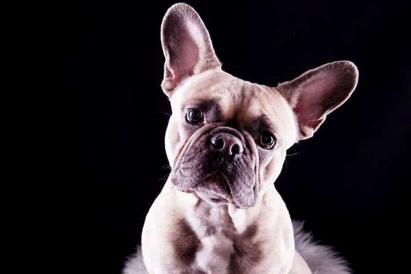 Foto's und Hundemodels-Beitrag-Bild