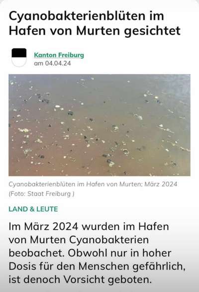 Giftköder-Cyanobakterienblüten-Bild