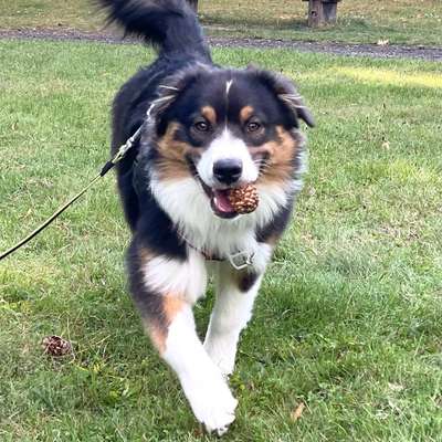 Hundetreffen-Welpentreffen-Bild