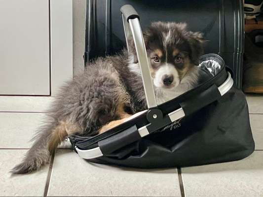 Hundetreffen-Welpentreffen-Bild