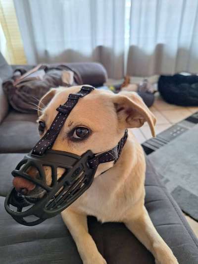 Wie sitzt mein Maulkorb / Maulkorb-Beratung-Beitrag-Bild