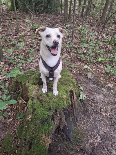 Unsere Fellnasen-Vielfalt im Überblick!-Beitrag-Bild