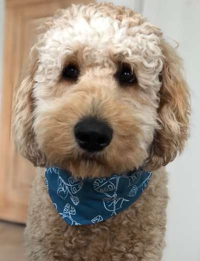 Goldendoodle-Beitrag-Bild