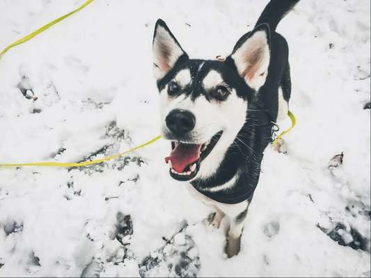 Husky-Beitrag-Bild