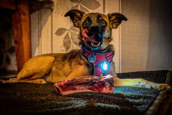 Welpen Bilder !-Beitrag-Bild