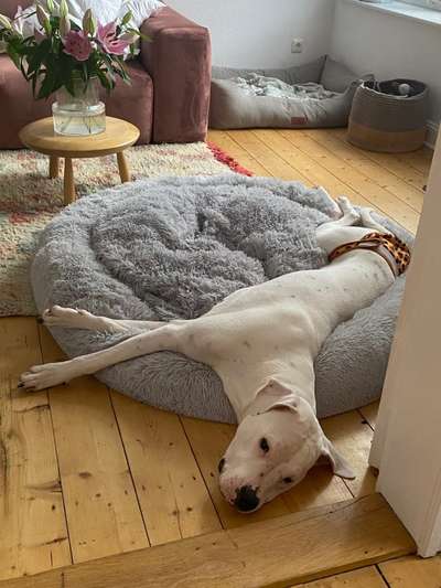Dogo Argentino Freunde-Beitrag-Bild