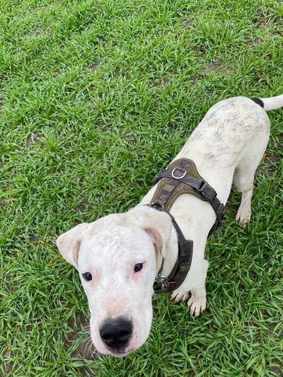 Dogo Argentino Freunde-Beitrag-Bild