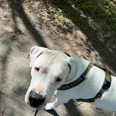 Hundetreffen-Männliche menschliche Trainingspartner gesucht-Bild