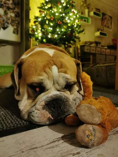 Seelenhunde-Beitrag-Bild