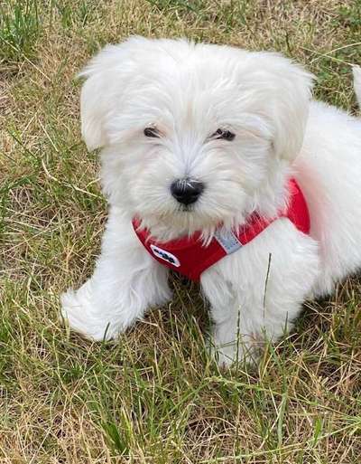 Dein Hund im Dogorama-Kalender 2021-Beitrag-Bild