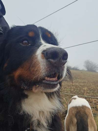 Berner Sennen-Beitrag-Bild