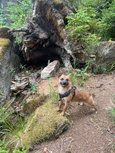 Mischlingshunde Foto Aufruf-Beitrag-Bild