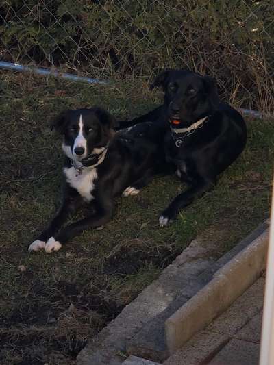 BIG LOVE :) mit 2 Hunden❣️-Beitrag-Bild