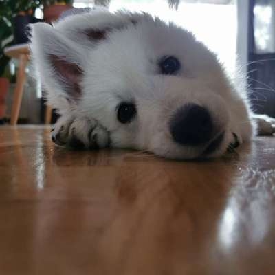 Dogorama Photo Challenge - Hundeblick zum hinschmelzen-Beitrag-Bild