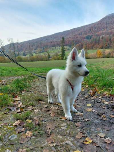 Hundetreffen-Gemeinsame Spaziergänge mit Spieleinheiten-Bild