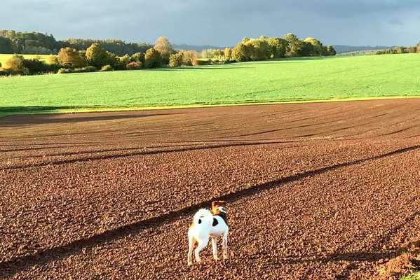 Hundetreffen-Spielrunde mit Junghunde-Bild