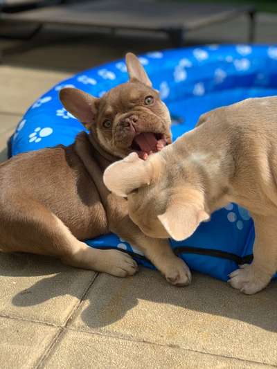 Französische Bulldoggen-Beitrag-Bild