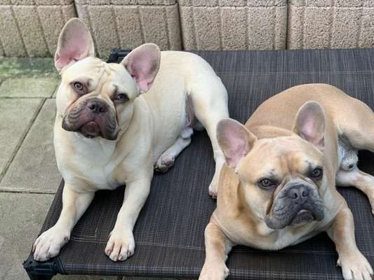 Französische Bulldoggen-Beitrag-Bild