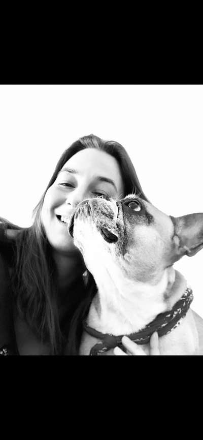 Französische Bulldoggen-Beitrag-Bild