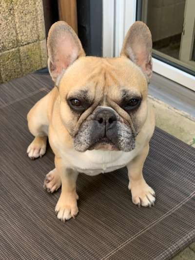 Französische Bulldoggen-Beitrag-Bild