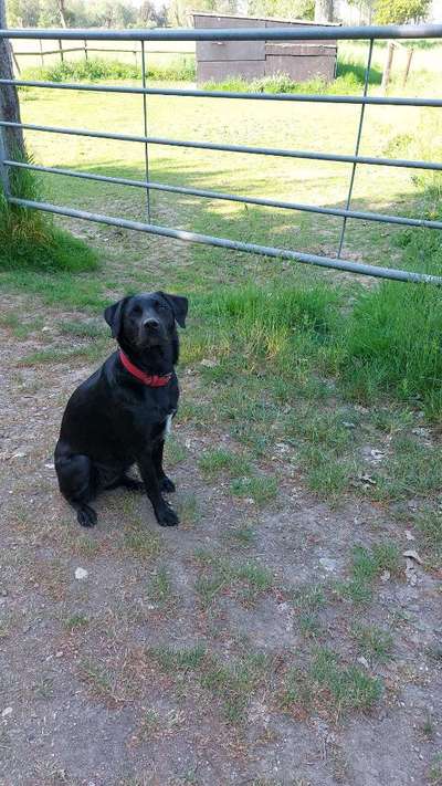 Hundetreffen-Junghunde-Bild