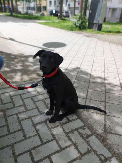 Hundetreffen-Spaziergang Jülich und Umgebung-Bild