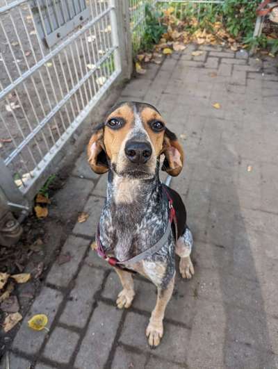 Auslandstierschutz-Beitrag-Bild