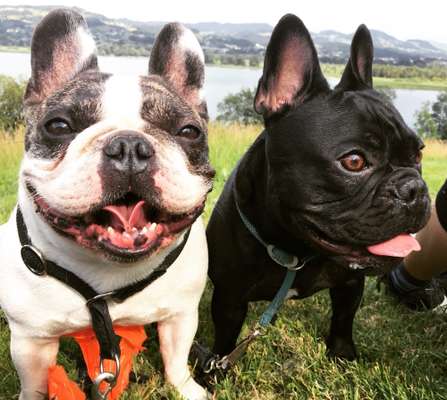 Hundetreffen-Bully-Treffen in Zürich-Bild