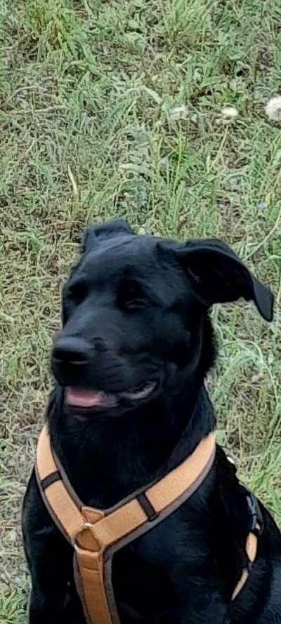 Zeigt eure verrücktesten Hundebilder-Beitrag-Bild