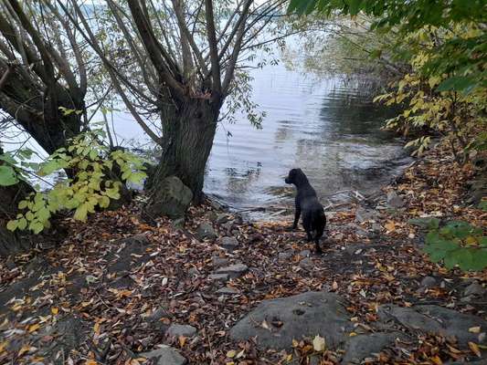 Hundeauslaufgebiet-Senftenberg-Bild