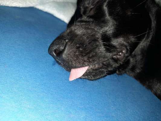 Tongue Out Tuesday-Beitrag-Bild