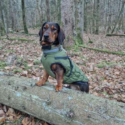 Hundetreffen-Hundefreundschaft gesucht-Bild