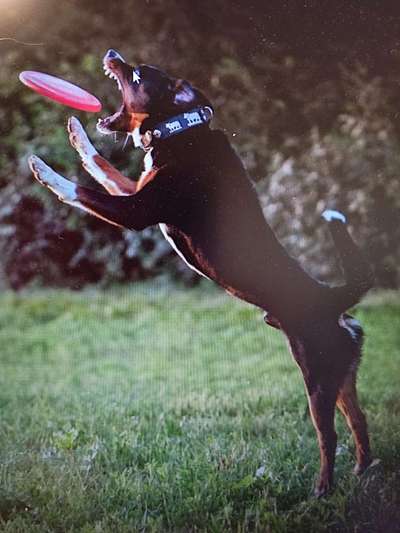 Lustigsten Grimassen von euren Hunden-Beitrag-Bild