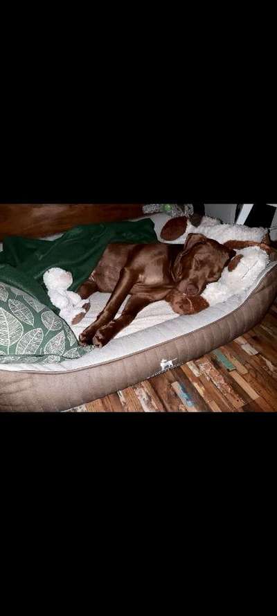 Ein gutes Hundebett?-Beitrag-Bild