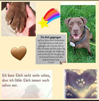 Unsere Fellnasen im Regenbogenland-Beitrag-Bild