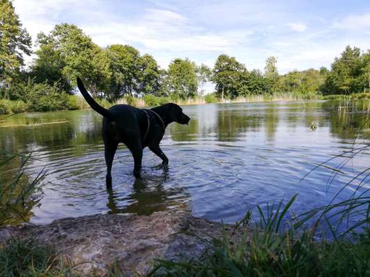 Dogorama-Monats-Challenge-Mai "Wasser"-Beitrag-Bild