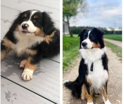 Vom Welpen zum Hund-Beitrag-Bild