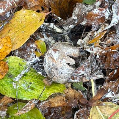 Giftköder-Evtl Gift-Bild