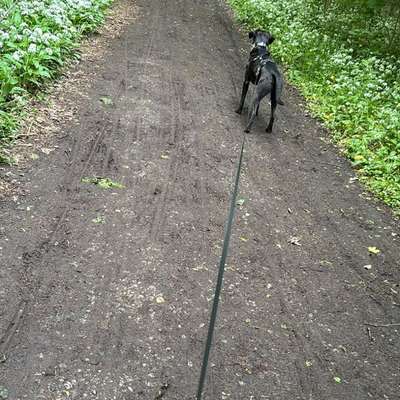 Hundetreffen-Spielfreunde gesucht-Bild