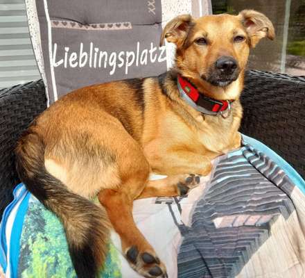 Unsere Fellnasen im Regenbogenland-Beitrag-Bild