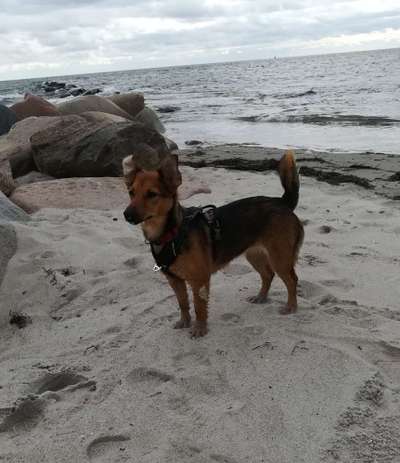 Unsere Fellnasen im Regenbogenland-Beitrag-Bild