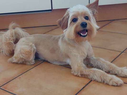 Spitz--Zwergspitz--kleinspitz---mittelspitz----Großspitz--Wolfsspitz-Beitrag-Bild