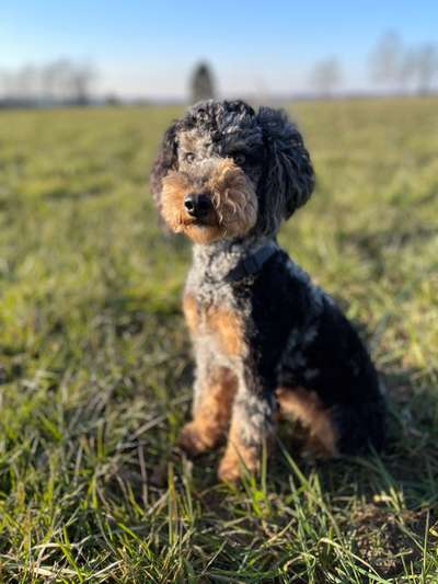 Hundetreffen-Spiel- und Trainingsfreund zum Gassi gehen-Bild