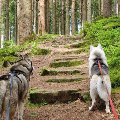 Hundetreffen-Sonntags Tagesrundwanderungen 12-25km-Bild