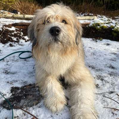 Hundetreffen-Hundetreffen/ gemeinsame Spaziergänge-Profilbild