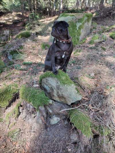 Wo sind die Möpse?-Beitrag-Bild