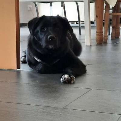 Welche Rasse ist mein Hund? (Mischling)-Beitrag-Bild