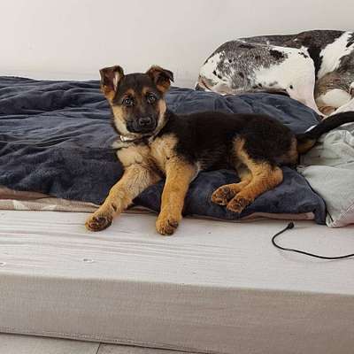 Welpen Bilder !-Beitrag-Bild