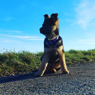 Foto's und Hundemodels-Beitrag-Bild