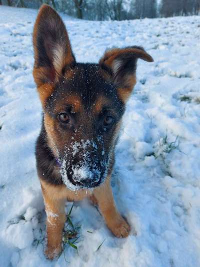 Foto's und Hundemodels-Beitrag-Bild